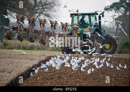 Les goélands à la suite d'une charrue à Buckenham ainsi que dans la vallée de Yare hiver Norfolk Banque D'Images