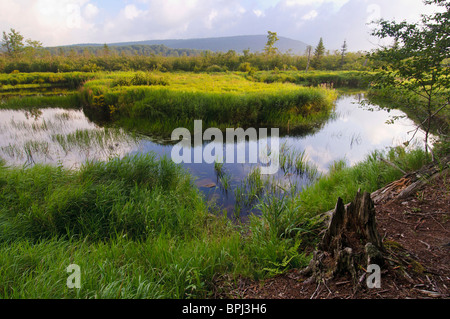 Rivière Blackwater, Canaan Valley, West Virginia, WV Banque D'Images