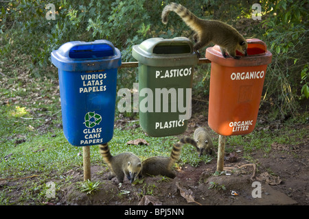 Coaties traîner autour de poubelles à la recherche de nourriture dans le Parc National d'Iguazu Banque D'Images