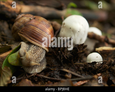 Repas typiquement français sur le sol de la forêt à Lipsheim, Alsace, France, champignons avec escargot. Limace escargot champignons champignons nourriture Banque D'Images