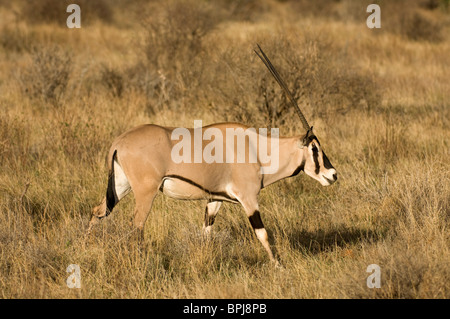 ( Oryx de beisa Oryx gazella beisa), Samburu et Buffalo Springs National Reserve, Kenya Banque D'Images