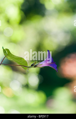 L'Ipomoea 'Morning glory' Papis Ott dans un jardin anglais Banque D'Images