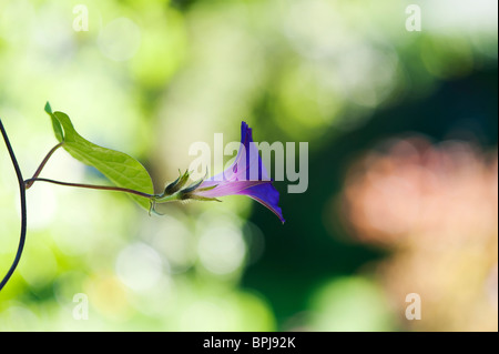 L'Ipomoea 'Morning glory' Papis Ott dans un jardin anglais Banque D'Images