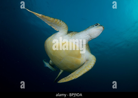 La tortue verte, Chelonia mydas, avec remoras sur le dessous, l'île de Dimakya, Coron, Palawan, Philippines Banque D'Images