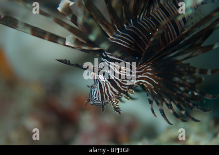 Poisson Lion Pterois volitans, commune de Tubbataha,, aux Philippines. Banque D'Images