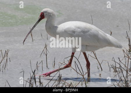 Spoonbill, Selous Banque D'Images
