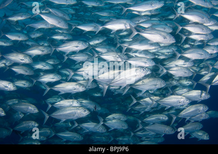 L'École de Big-eye, carangue Caranx sexfasciatus, Philippines, Tubbataha. Banque D'Images