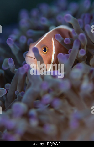 Poisson Clown Amphiprion perideraion, rose, Delanganem, Îles Philippines, Tubbataha. Banque D'Images