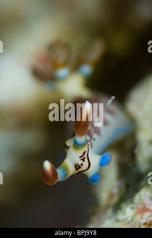 Nudibranche, Nembrotha lineolata, Delanganem, Îles Philippines, Tubbataha. Banque D'Images