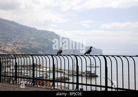 Deux pigeons perchés sur une clôture en Funchal - Madeira Banque D'Images