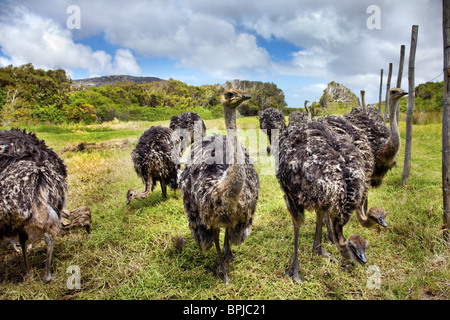 Autruches sur une ferme d'autruches, Cape Town, péninsule du Cap, Western Cape, Afrique du Sud, l'Afrique Banque D'Images