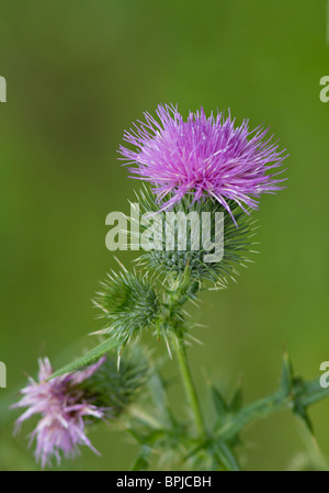 Fleurs violettes, fleurs sauvages de la Lance Cirsium vulgare) Banque D'Images