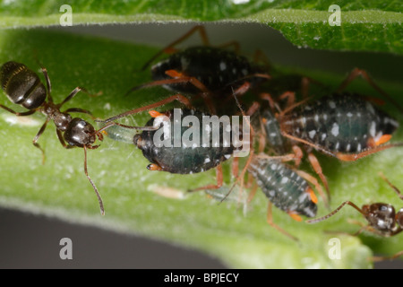 Pterocomma salicis (noir) Pucerons Willow, avaient tendance à par jardin noir fourmis (Lasius niger) Banque D'Images