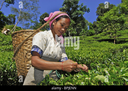 Femme plumant le thé à Darjeeling Makaibari tae, plantation, Bengale occidental, Inde, Asie Banque D'Images