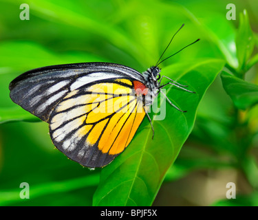 Tache rouge papillon SawTooth reposant sur un Philonome Themana - feuilles Prioneris Banque D'Images