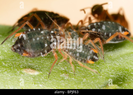 Pterocomma salicis (noir) Pucerons Willow, avaient tendance à par jardin noir fourmis (Lasius niger) Banque D'Images