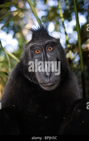Les Célèbes ou crested macaque noir, le Parc National de Tangkoko, Sulawesi, Indonésie. Banque D'Images