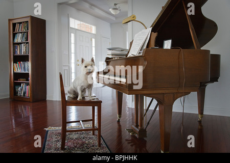 White Terrier Westminster est assis au piano Banque D'Images
