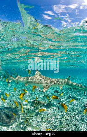 Lagoon safari trip de nager avec des raies, petits marinelife - blacktip requins et une variété de poissons de récif coloré Banque D'Images