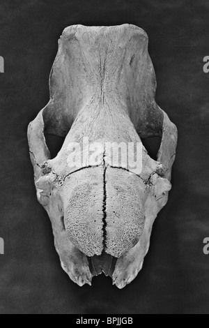 Old school science lab modèle big game crâne - la moitié supérieure du crâne de rhinocéros indien - monochrome Banque D'Images