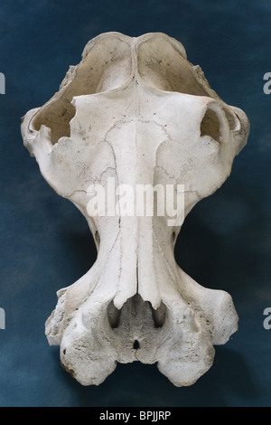 Old school science lab modèle big game - crâne d'hippopotame montrant enlongated passage de respiration, de grandes orbites des yeux Banque D'Images