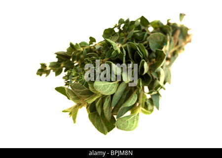 Bouquet d'origan frais sain herbes à cuire sur un fond blanc avec un chemin de détourage et aucun peuple Banque D'Images