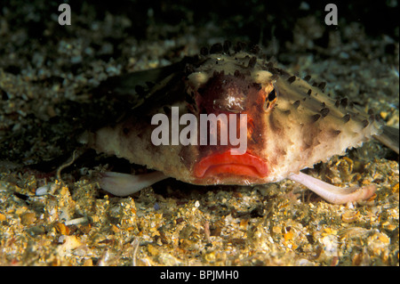 Colombie-britannique, île de Malpelo. Rosy-lipped platax (Ogcocephalus porrectus) Banque D'Images