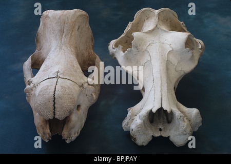 Old school science lab modèle grand jeu skull - Rhinocéros indien et africain crânes d'hippopotames côte à côte Banque D'Images