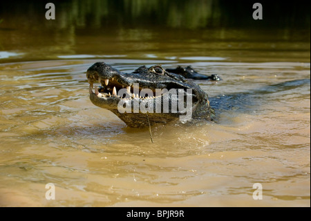 Caïman Noir, Melanosuchus niger, se précipitant hors de l'eau boueuse autour du Pantanal, Brésil. Banque D'Images