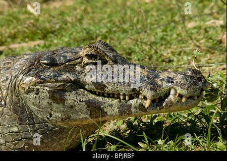 Caimen à lunettes, Caiman crocodilus, par le bord de la rivière dans le Pantanal, au Brésil. Banque D'Images