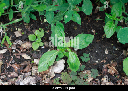 Orcanette vert, Pentaglottis sempervirens, pérenne, membre de la famille. Originaire de sud-ouest de la France, et dans la péninsule ibérique, mais est maintenant naturalisée dans les îles britanniques. Également connu sous le nom de Evergreen, Famille : Boraginaceae Vipérine commune Banque D'Images