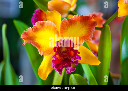 Orchid, Hilo Orchid Show, Île d'Hawaï Banque D'Images
