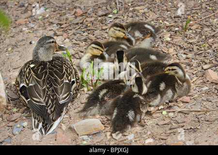 Mère canard colvert femelle assis et de repos avec ressort de canetons Banque D'Images