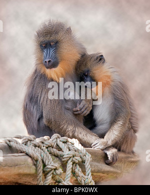 La mère et les jeunes Mandrill (mandrillus sphinx) Banque D'Images