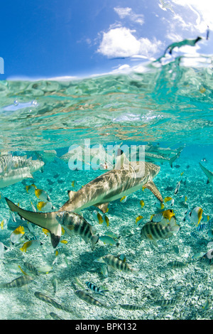 Lagoon safari trip de nager avec des raies, petits marinelife - blacktip requins et une variété de poissons de récif coloré Banque D'Images