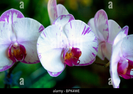 Orchid, Hilo Orchid Show, Île d'Hawaï Banque D'Images