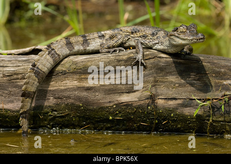 Caimen à lunettes, Caiman crocodilus, par le bord de la rivière dans le Pantanal, au Brésil. Banque D'Images