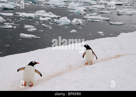 Une paire de manchots commune avec les autres sur l'Île Cuverville en Antarctique. Banque D'Images