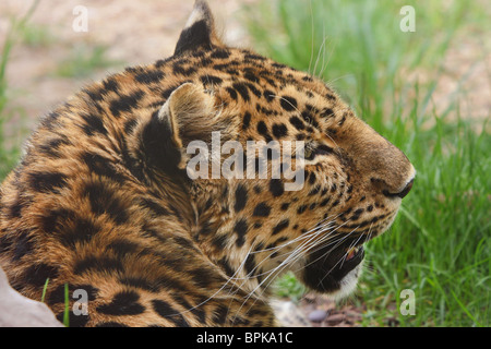 Profil de l'homme adulte leopard étendue sur le sol close-up au zoo Banque D'Images