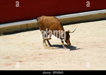 Heifer quoit dans les arènes de Pampelune durant les Sanfermines de 2009, Navarre, Espagne. Banque D'Images