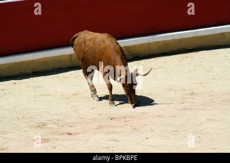 Heifer quoit dans les arènes de Pampelune durant les Sanfermines de 2009, Navarre, Espagne. Banque D'Images