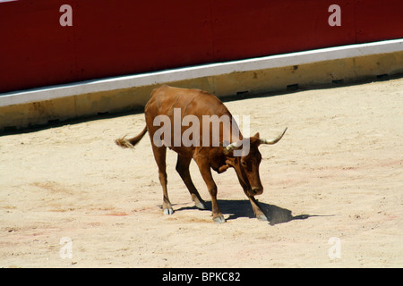 Heifer quoit dans les arènes de Pampelune durant les Sanfermines de 2009, Navarre, Espagne. Banque D'Images