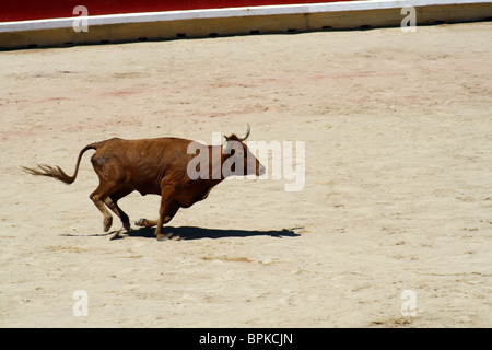 Heifer quoit dans les arènes de Pampelune durant les Sanfermines de 2009, Navarre, Espagne. Banque D'Images