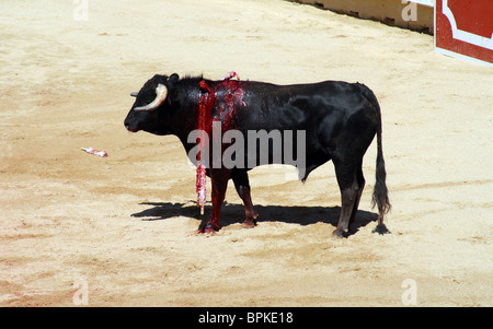 Bull dans une corrida à Pampelune durant les Sanfermines de 2009. Banque D'Images