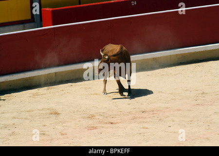 Heifer quoit dans les arènes de Pampelune durant les Sanfermines de 2009, Navarre, Espagne. Banque D'Images