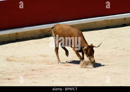 Heifer quoit dans les arènes de Pampelune durant les Sanfermines de 2009, Navarre, Espagne. Banque D'Images