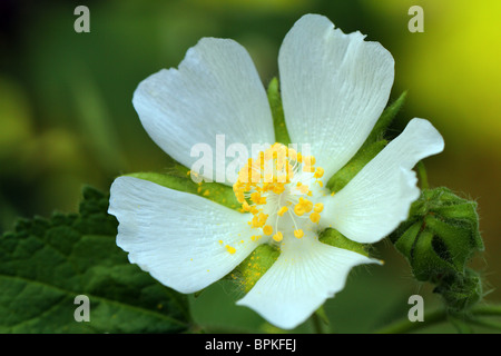 Mauve commune fleur blanche close up Malva sylvestris Banque D'Images