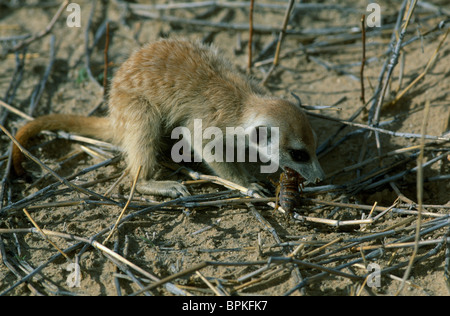 Meerkat ou Suricate Suricata suricatta scorpion manger Kalahari Gemsbok National Park Afrique du Sud Banque D'Images