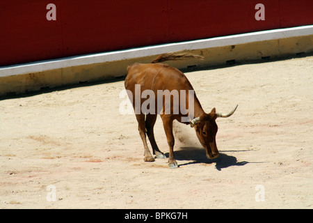 Heifer quoit dans les arènes de Pampelune durant les Sanfermines de 2009, Navarre, Espagne. Banque D'Images