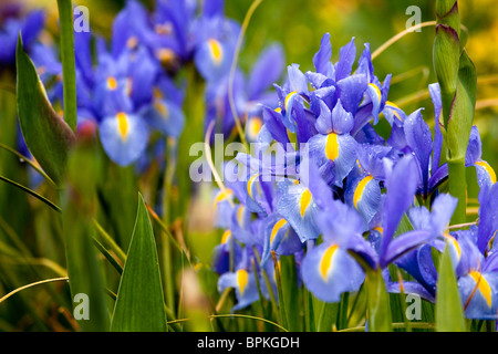 Iris fleurs bleu Banque D'Images